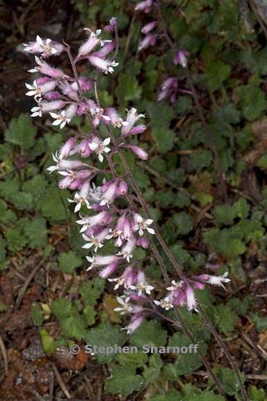 heuchera hirsutissima 2 graphic